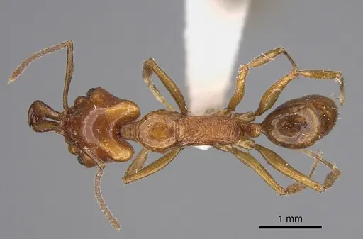 Anochetus isolatus - CASENT0923410