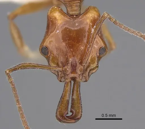 Anochetus isolatus - CASENT0923410