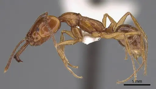 Anochetus isolatus - CASENT0923410