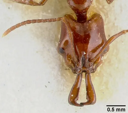 Anochetus isolatus - CASTYPE06977-01