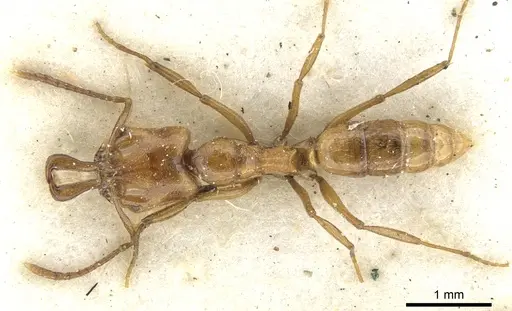 Anochetus jonesi specimen