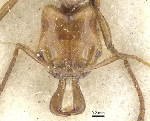 Anochetus jonesi specimen