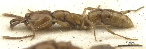 Anochetus jonesi specimen