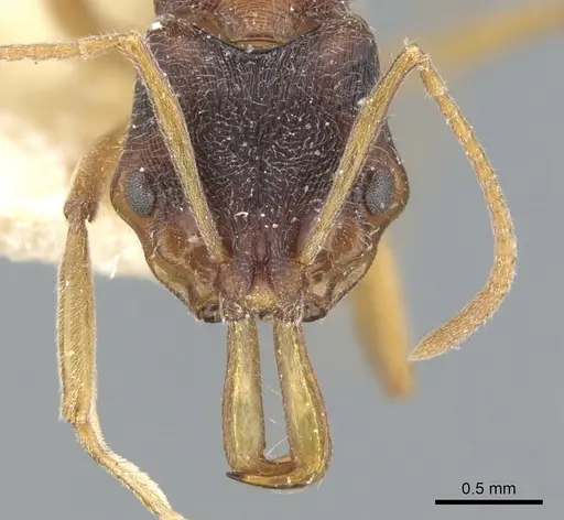 Anochetus kanariensis specimen