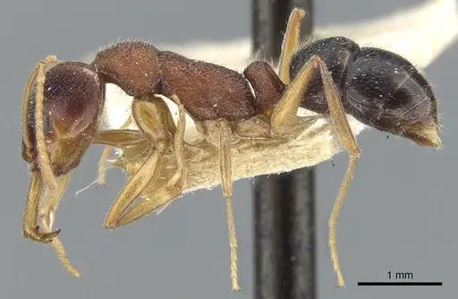 Anochetus kanariensis specimen