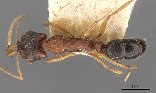 Anochetus kanariensis - CASENT0907406