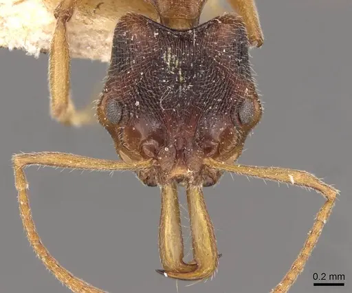 Anochetus kanariensis - CASENT0907406