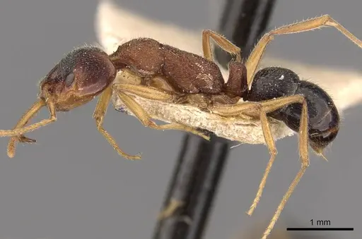 Anochetus kanariensis - CASENT0907406