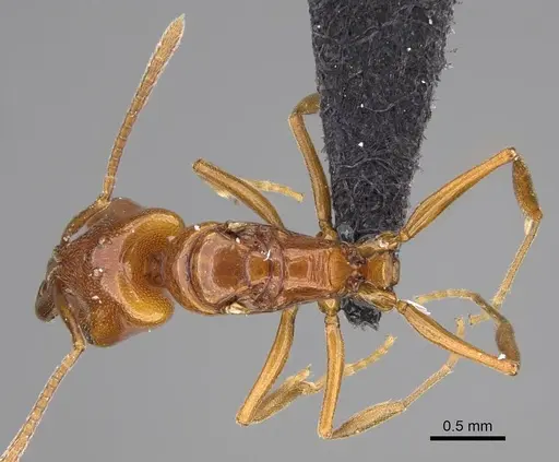 Anochetus katonae specimen