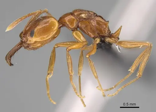 Anochetus katonae specimen