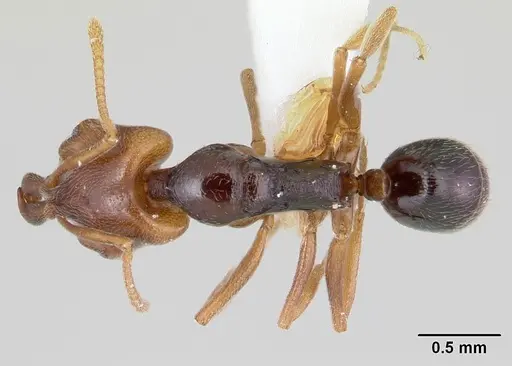 Anochetus katonae - CASENT0178258