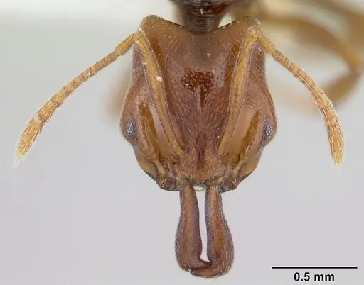 Anochetus katonae - CASENT0178258