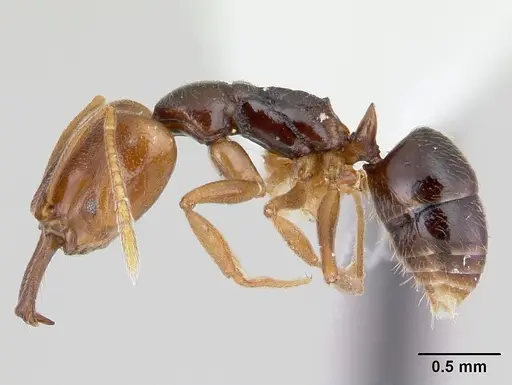 Anochetus katonae - CASENT0178258