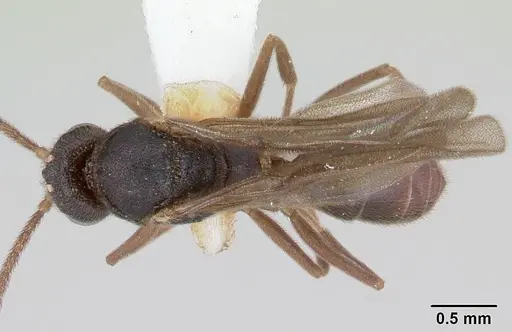 Anochetus katonae - CASENT0178259