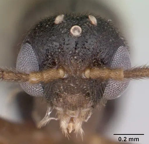 Anochetus katonae - CASENT0178259