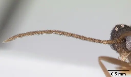 Anochetus katonae - CASENT0178259