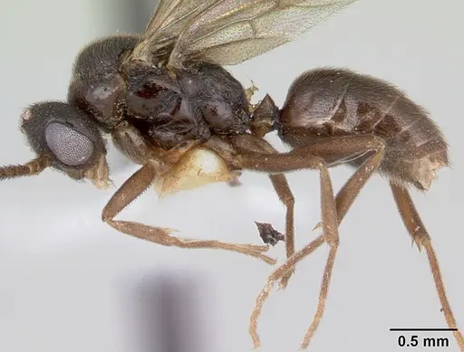 Anochetus katonae - CASENT0178259