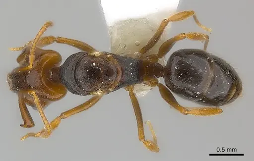 Anochetus katonae - CASENT0217177