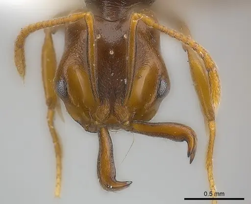 Anochetus katonae - CASENT0217177