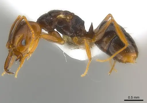 Anochetus katonae - CASENT0217177