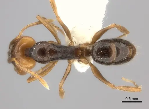 Anochetus katonae - CASENT0217178