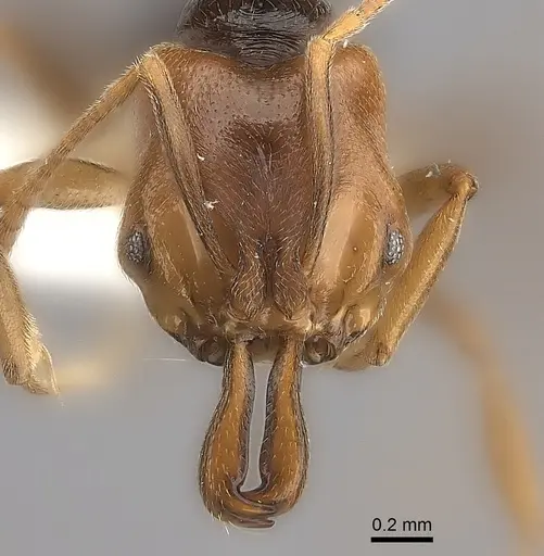 Anochetus katonae - CASENT0217178