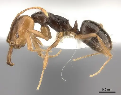 Anochetus katonae - CASENT0217178