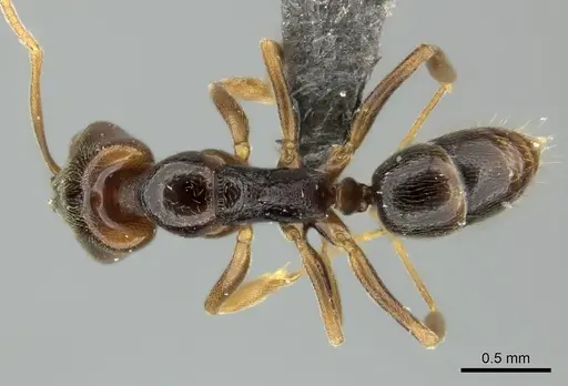 Anochetus katonae - CASENT0235358