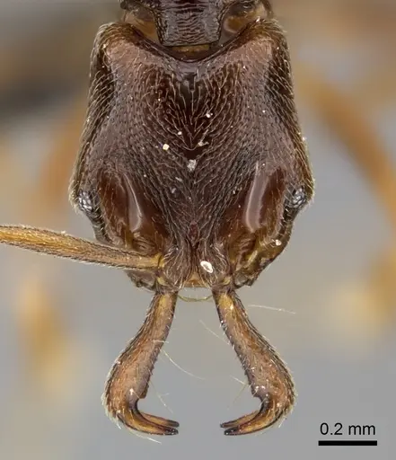 Anochetus katonae - CASENT0235358