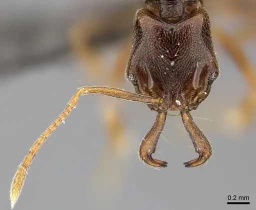 Anochetus katonae - CASENT0235358