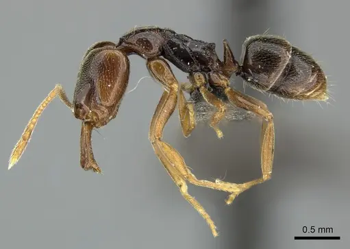 Anochetus katonae - CASENT0235358