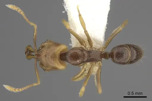 Anochetus katonae - CASENT0260497