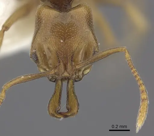 Anochetus katonae - CASENT0260497