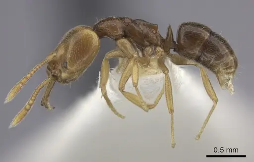 Anochetus katonae - CASENT0260497