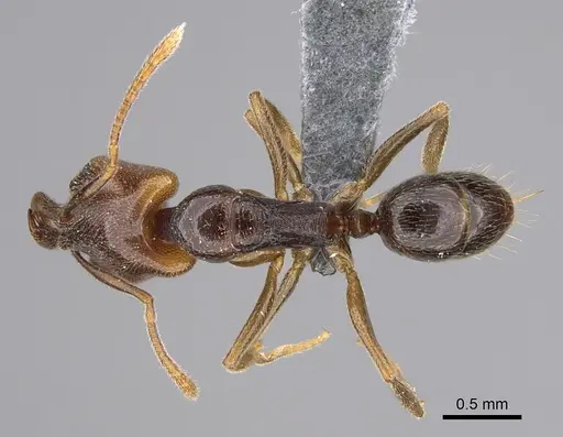 Anochetus katonae - CASENT0352837