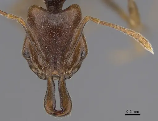 Anochetus katonae - CASENT0352837