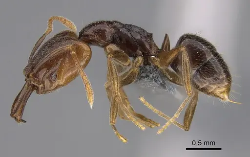 Anochetus katonae - CASENT0352837