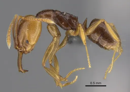 Anochetus katonae - CASENT0354305