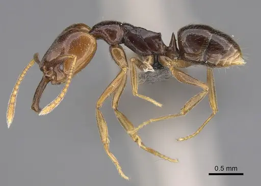 Anochetus katonae - CASENT0819156