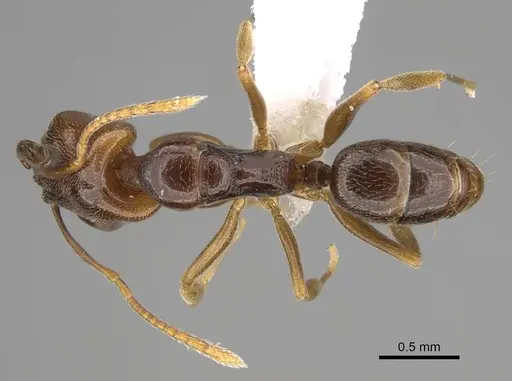 Anochetus katonae - CASENT0845777