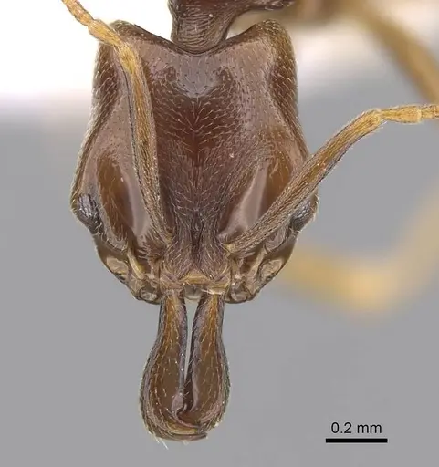 Anochetus katonae - CASENT0845777