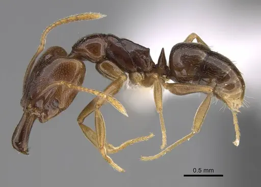 Anochetus katonae - CASENT0845777