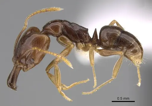 Anochetus katonae - CASENT0845777