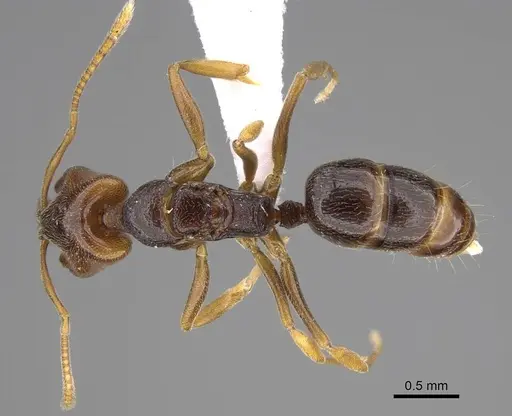 Anochetus katonae - CASENT0845778