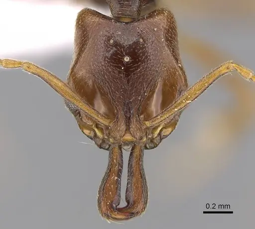 Anochetus katonae - CASENT0845778