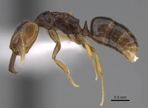 Anochetus katonae - CASENT0845778