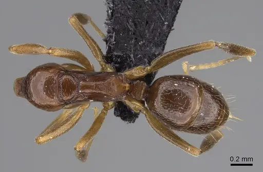 Anochetus katonae - CASENT0845820