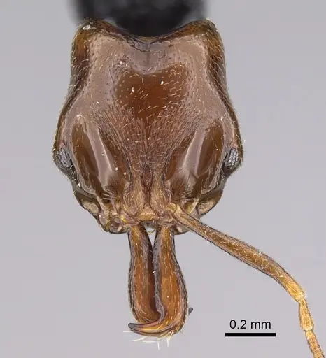 Anochetus katonae - CASENT0845820