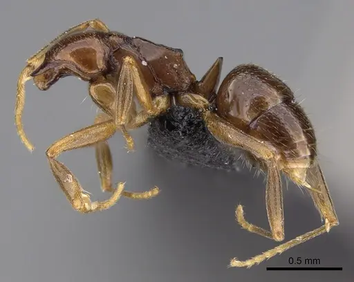 Anochetus katonae - CASENT0845820