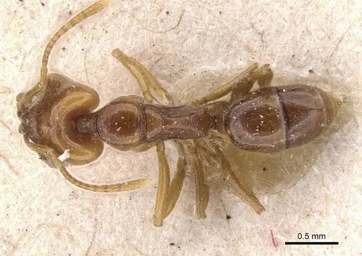 Anochetus katonae - CASENT0907401